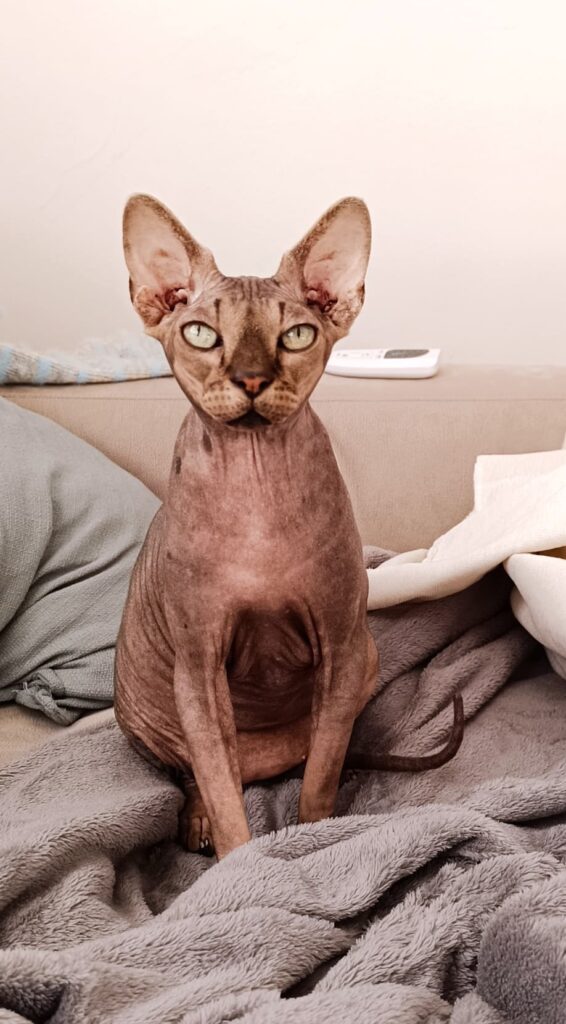 Foto real del gato esfinge del retrato